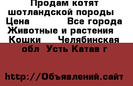 Продам котят шотландской породы › Цена ­ 2 000 - Все города Животные и растения » Кошки   . Челябинская обл.,Усть-Катав г.